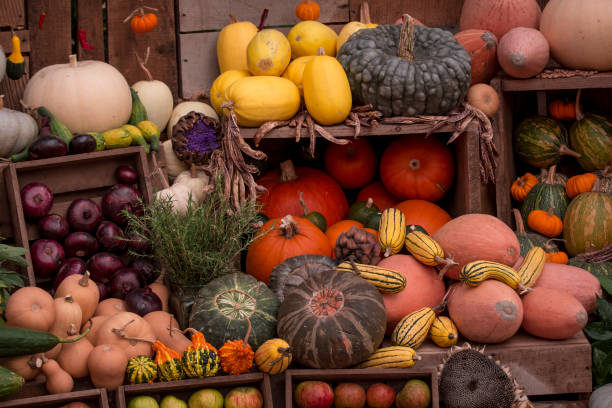 arrangement of several multicoloured squashes display