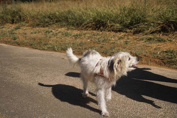 a person walking with dog