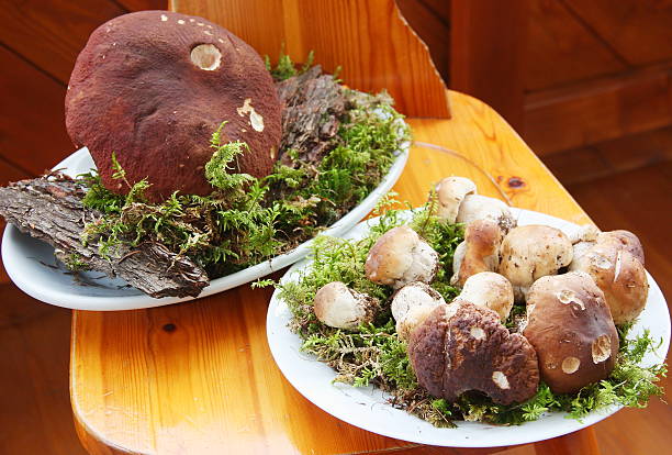 Fresh Porcini mushrooms just collected in the forest