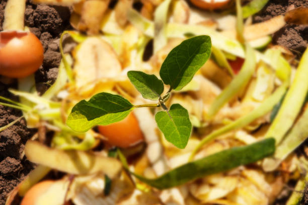 istockphoto-1483950789-612x612